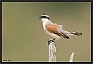 Grauwe Klauwier, Red-backed Shrike, Lanius collurio Location: Lafionas, Greece (Lesbos) grauwe klauwier MG 9146 kopie